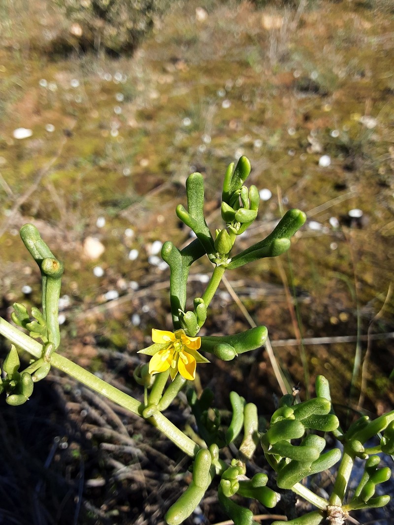 Roepera aurantiaca subsp. aurantiaca photo 3