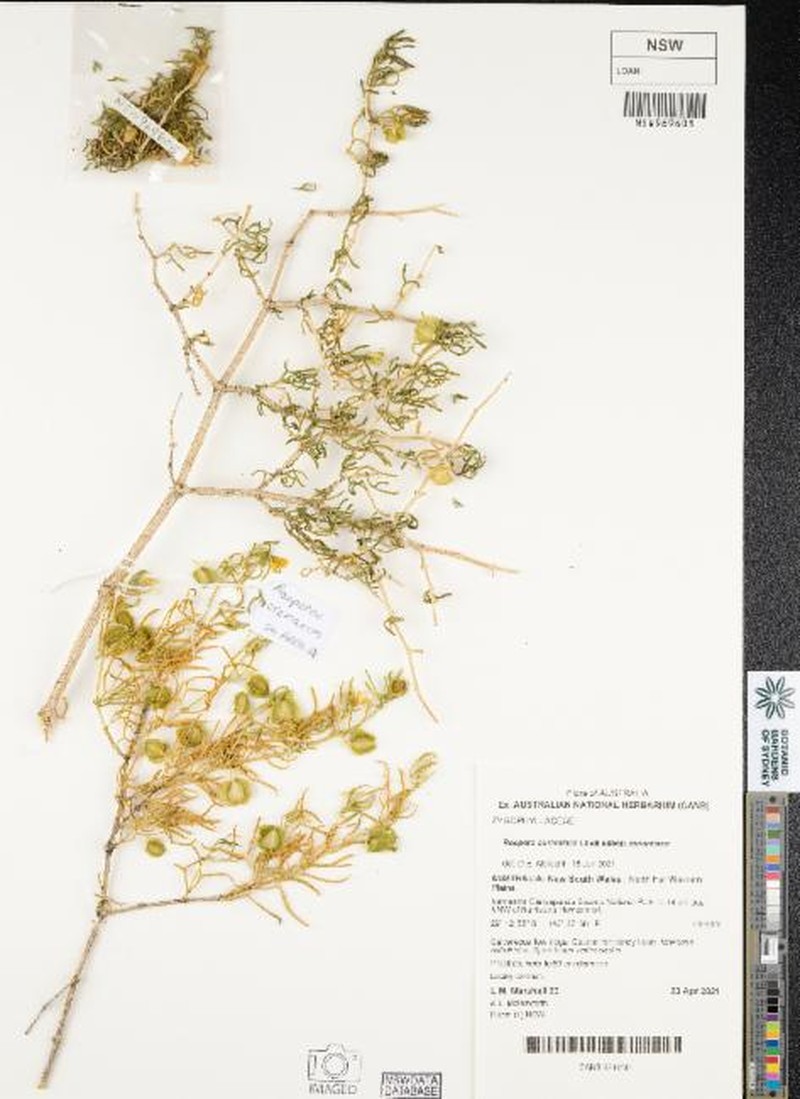Roepera aurantiaca subsp. aurantiaca photo 4