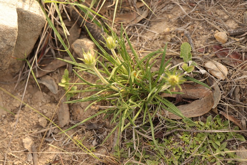 Roessleria armerioides