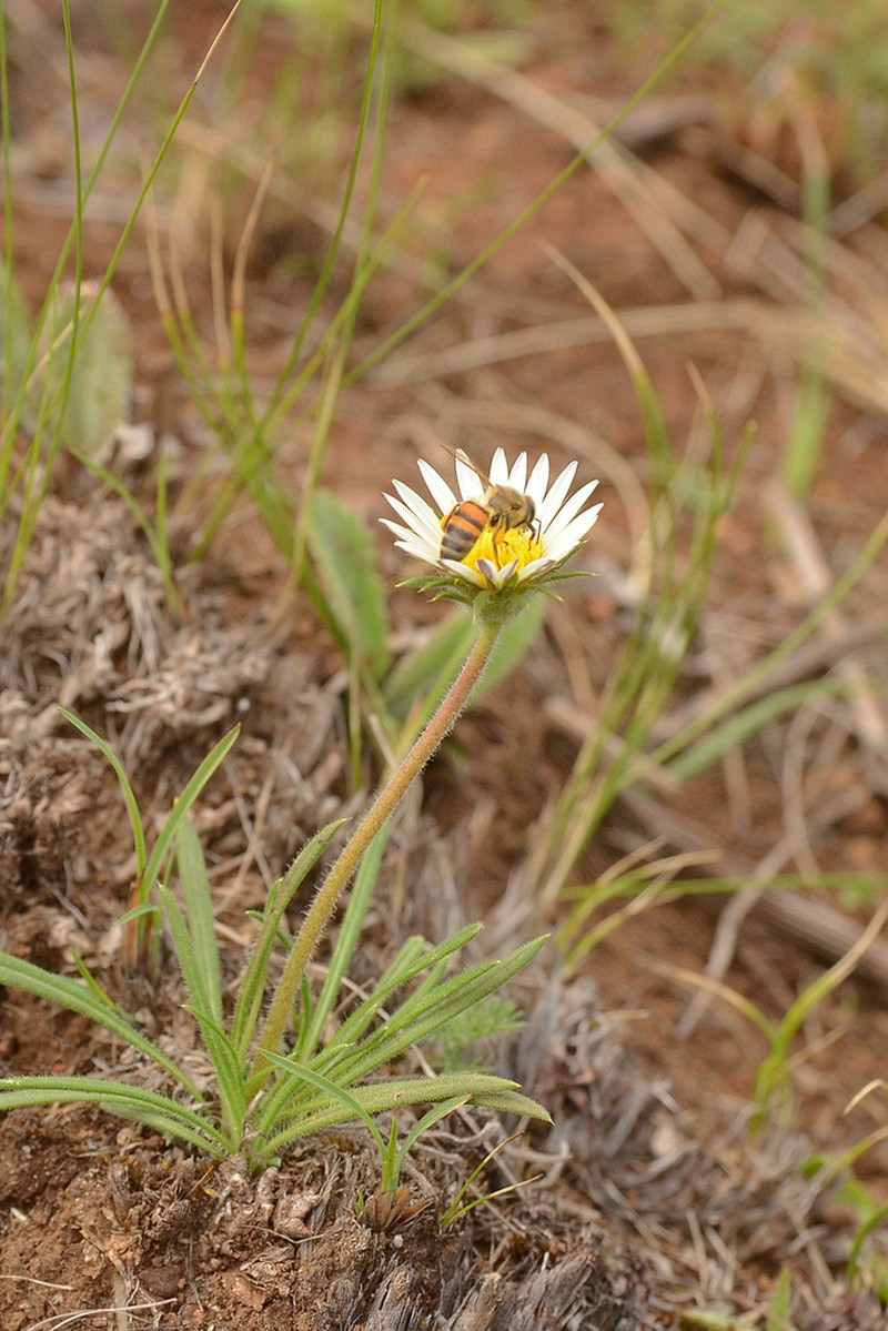 Roessleria armerioides photo 3