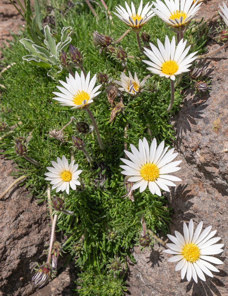 Roessleria armerioides photo 4