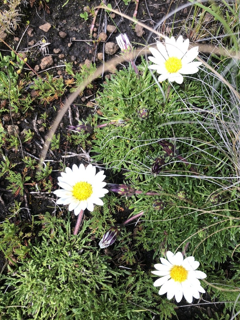 Roessleria armerioides photo 6