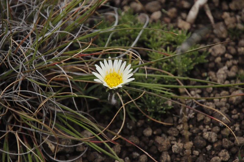 Roessleria armerioides photo 7