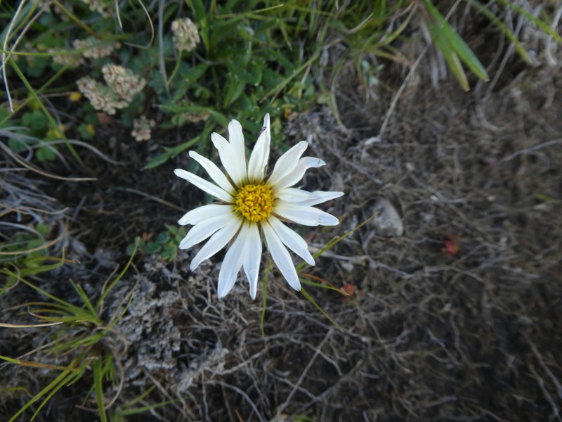 Roessleria armerioides photo 8