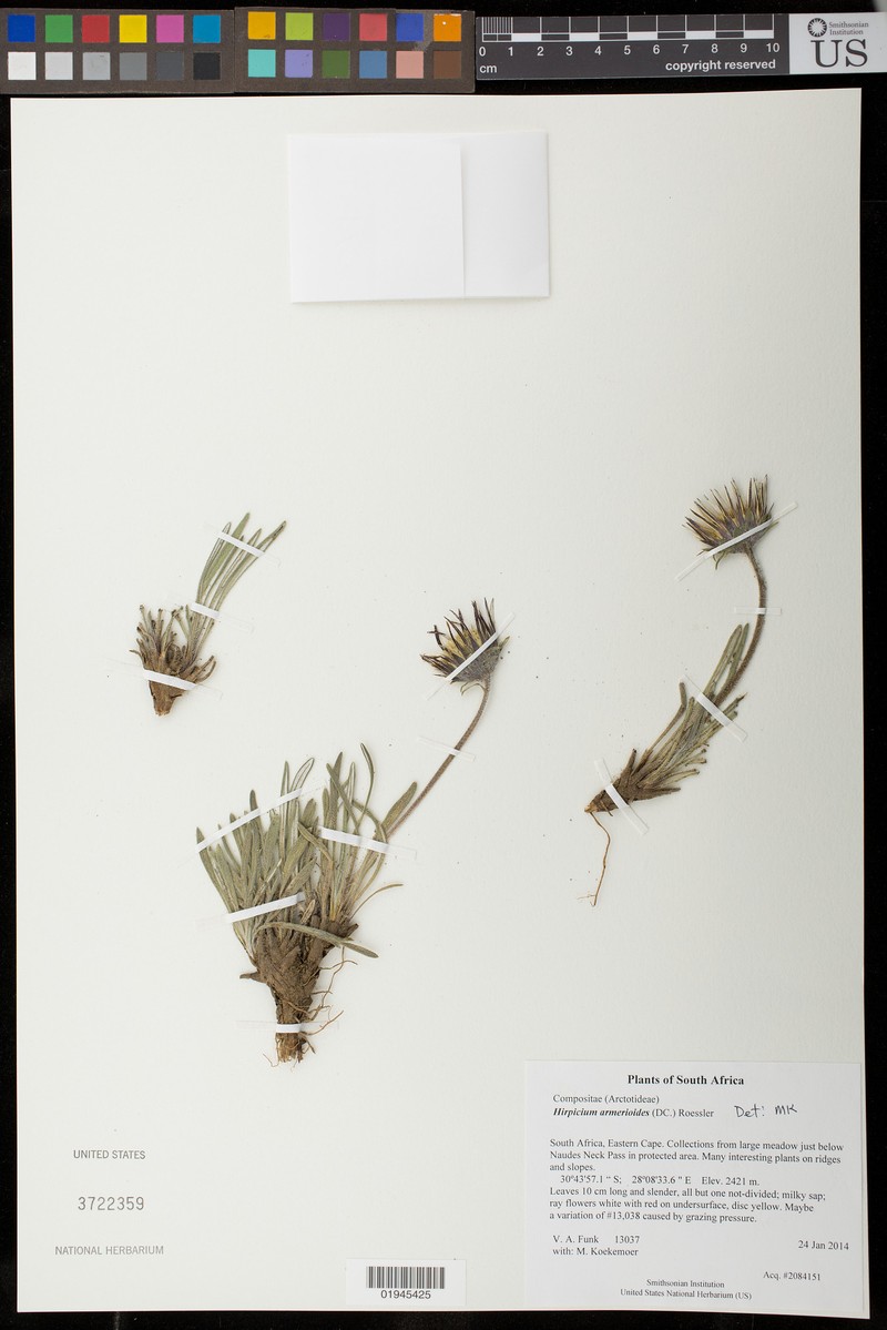 Roessleria armerioides subsp. armerioides