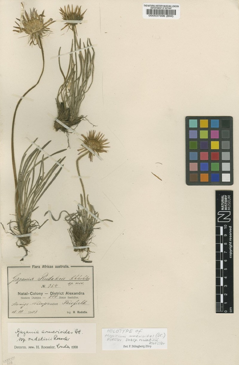 Roessleria armerioides subsp. rudatisii