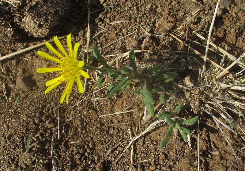 Roessleria bechuanensis