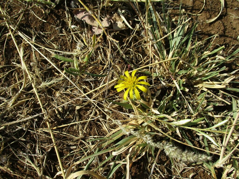 Roessleria bechuanensis photo 2