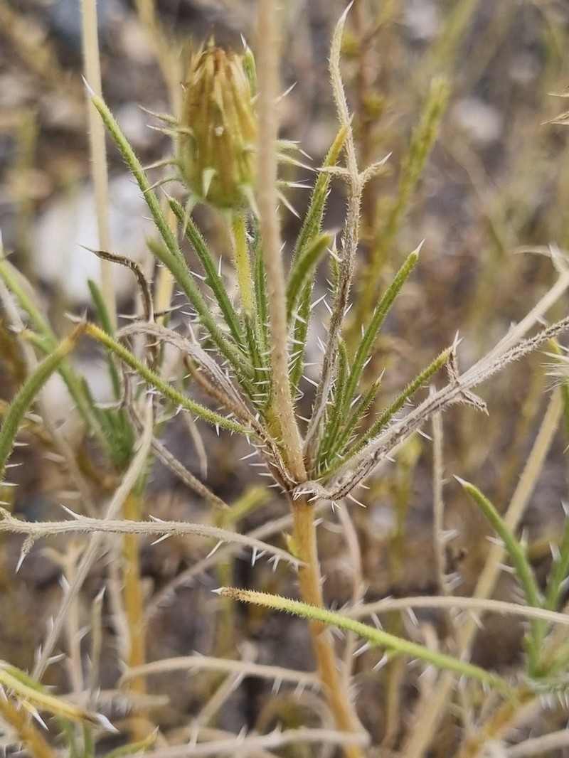 Roessleria bechuanensis photo 3