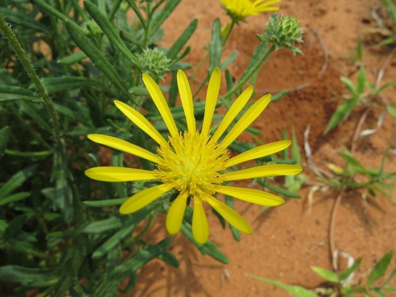 Roessleria bechuanensis photo 4