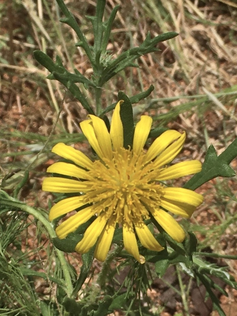 Roessleria bechuanensis photo 5
