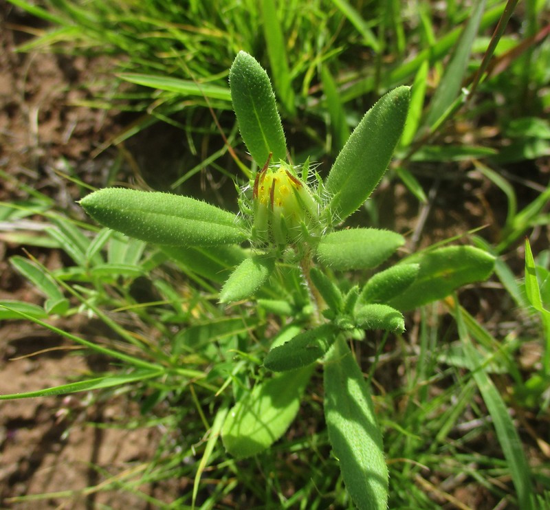 Roessleria bechuanensis photo 6