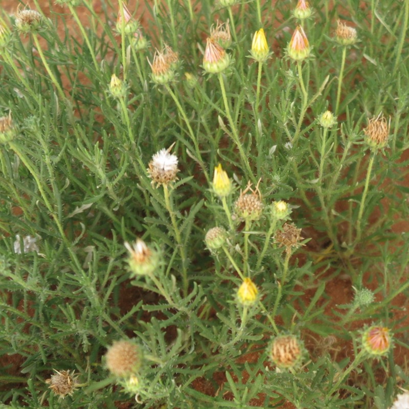 Roessleria bechuanensis photo 7