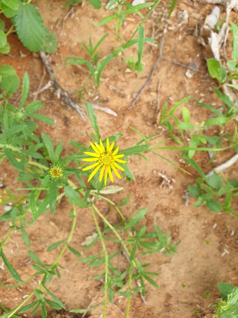 Roessleria bechuanensis photo 8