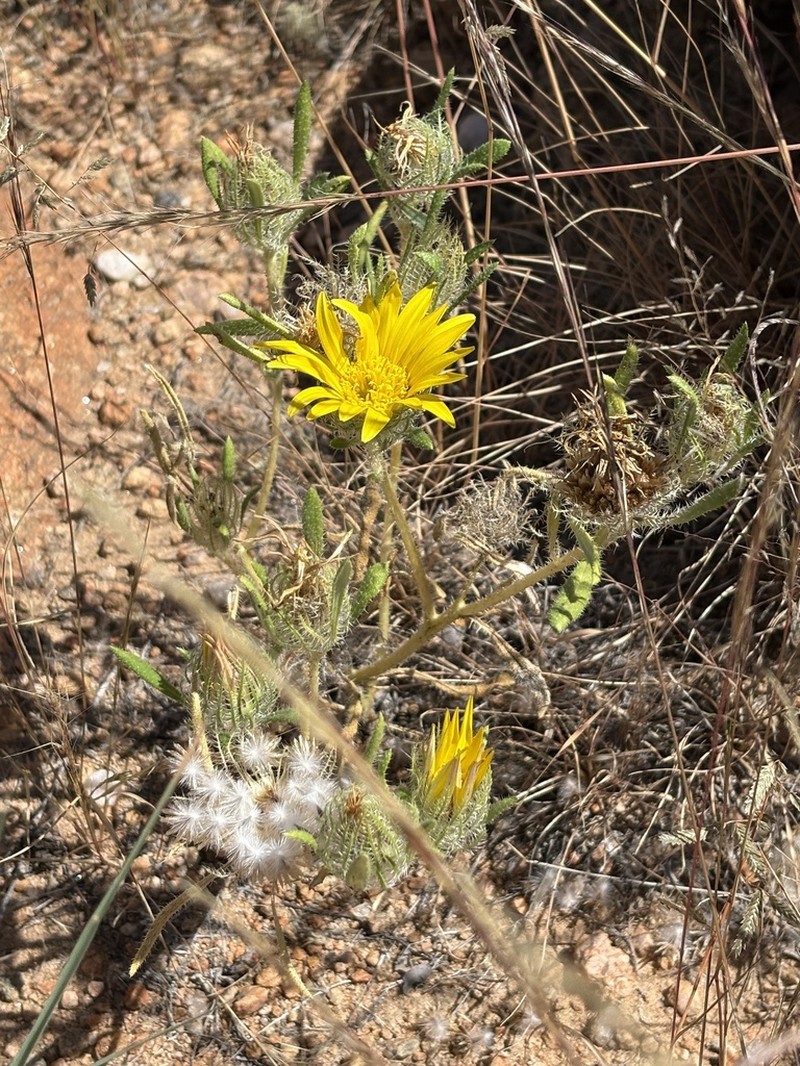 Roessleria gazanioides