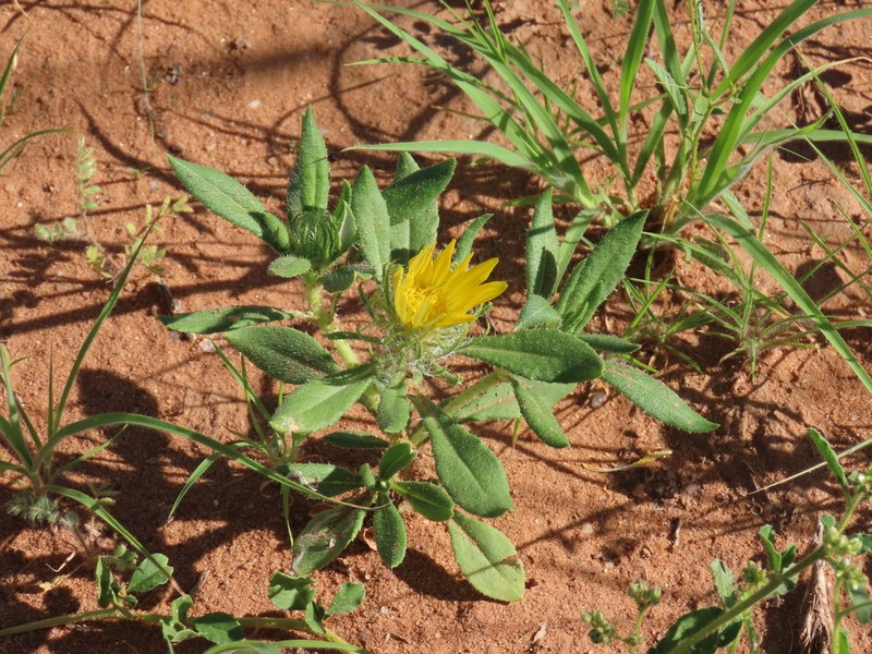 Roessleria gazanioides photo 2