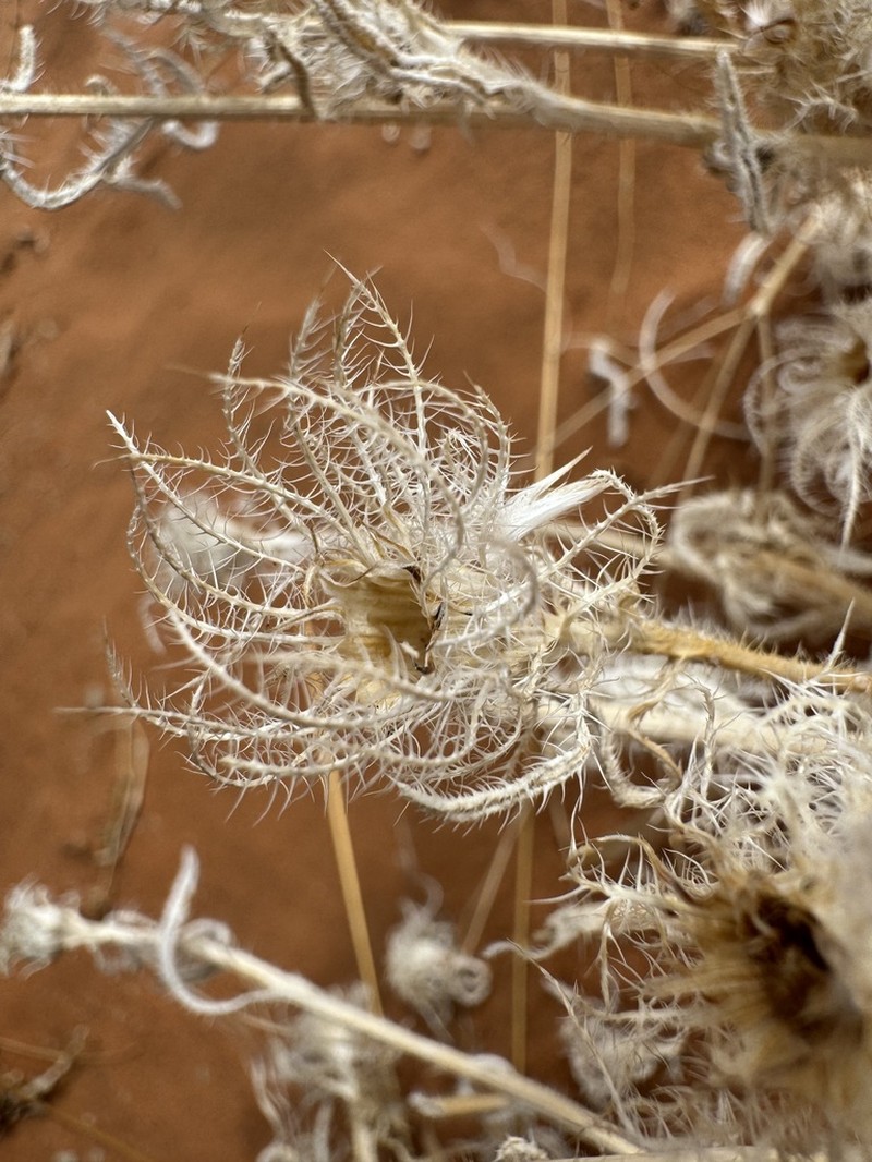 Roessleria gazanioides photo 3