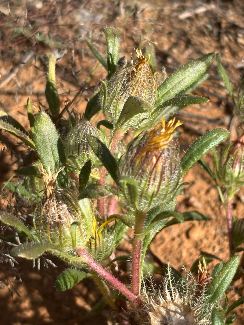 Roessleria gazanioides photo 4
