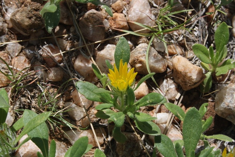 Roessleria gazanioides photo 5