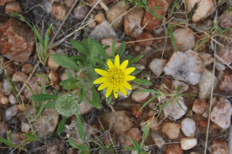 Roessleria gazanioides photo 6