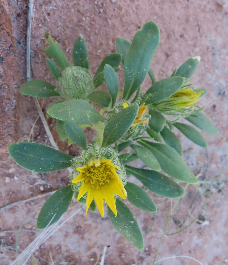Roessleria gazanioides photo 7