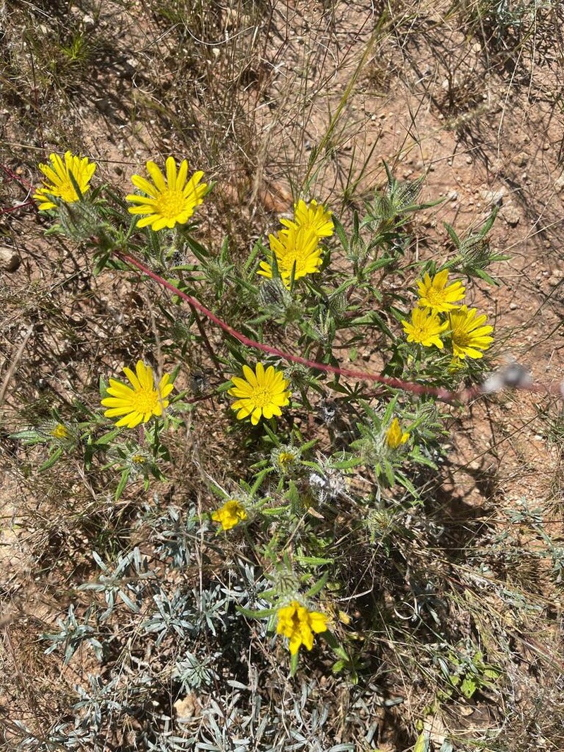 Roessleria gazanioides photo 8