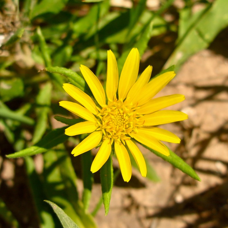 Roessleria gorterioides