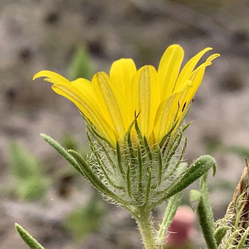 Roessleria gorterioides photo 2