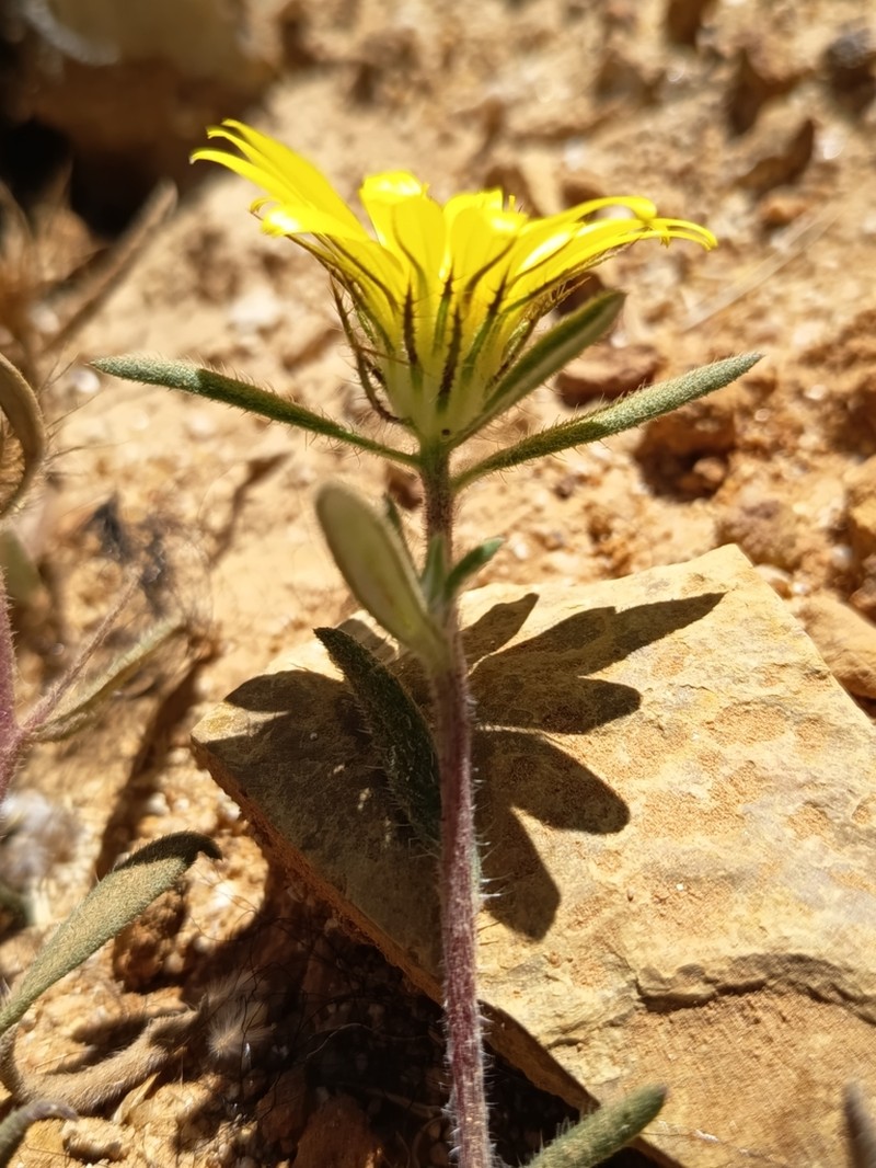 Roessleria gorterioides photo 3
