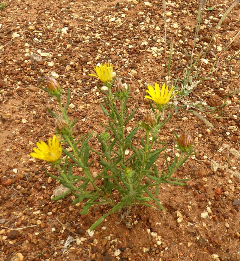 Roessleria gorterioides photo 4