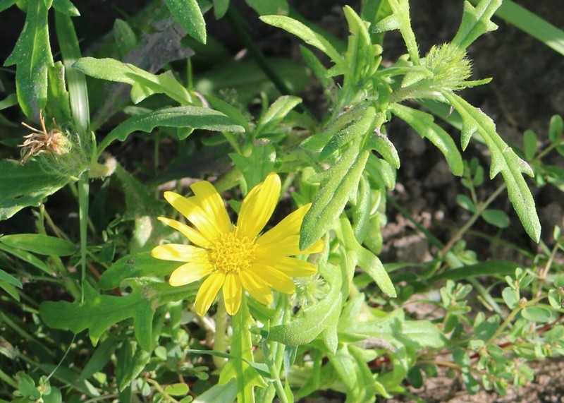 Roessleria gorterioides photo 5