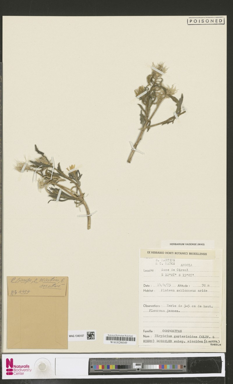 Roessleria gorterioides subsp. aizoides