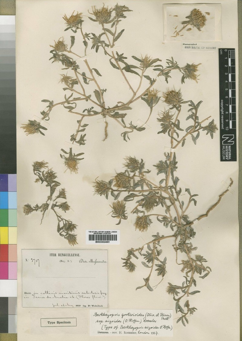Roessleria gorterioides subsp. aizoides photo 2