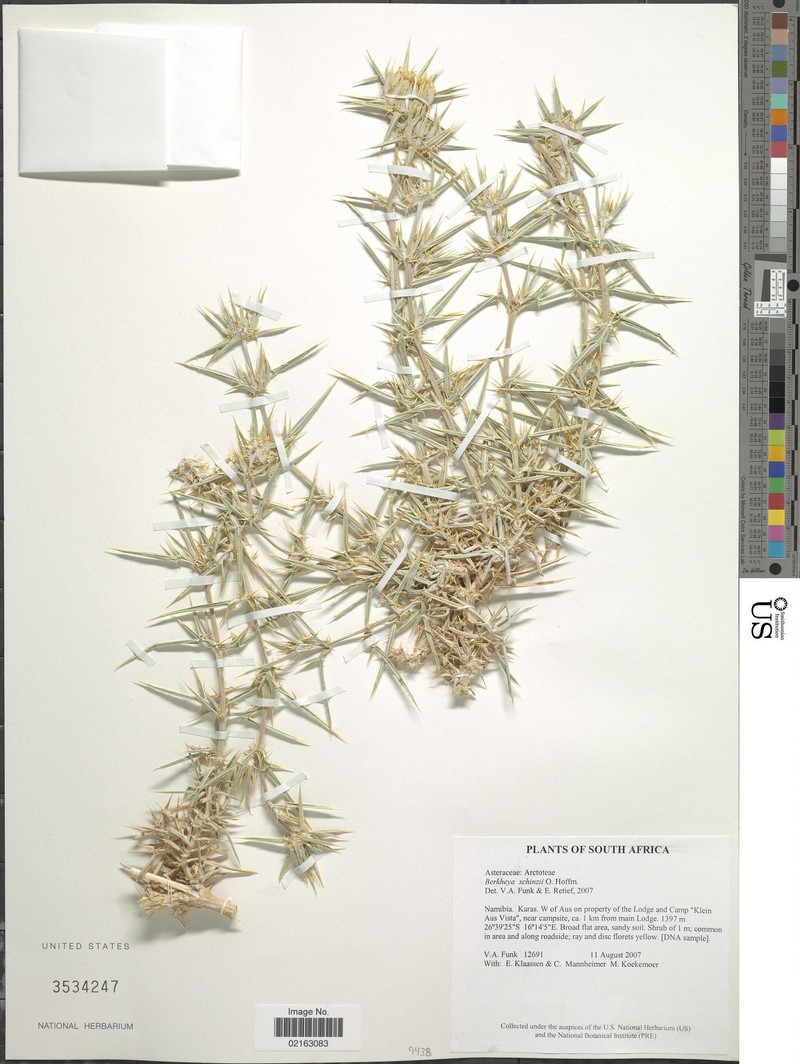 Roessleria gorterioides subsp. schinzii