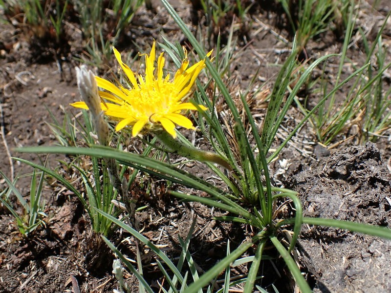 Roessleria linearifolia