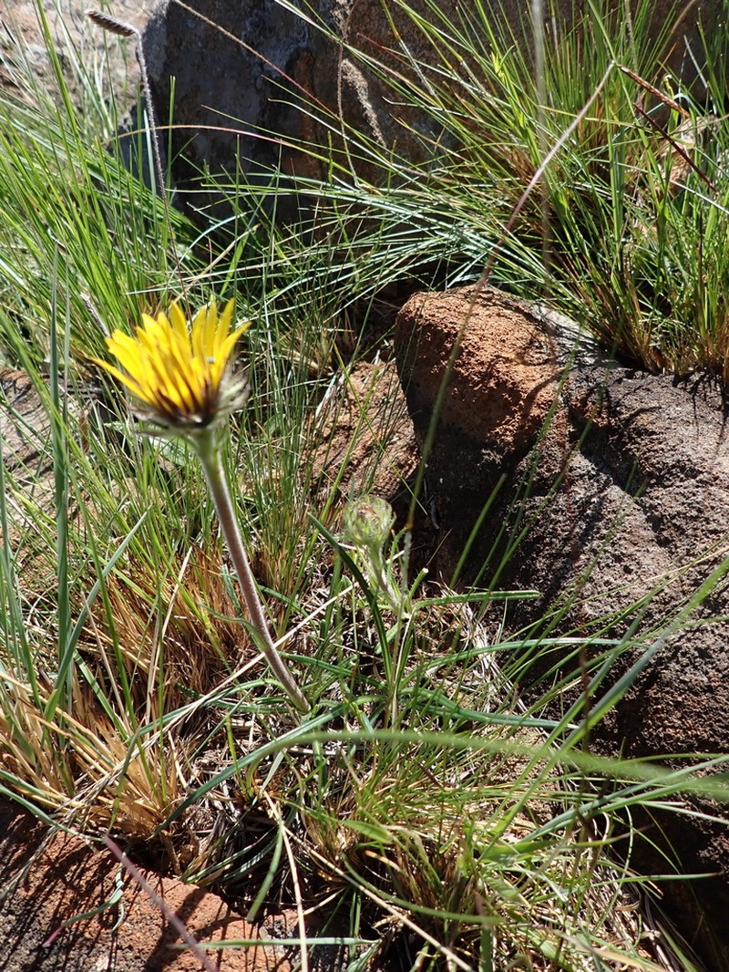 Roessleria linearifolia photo 2