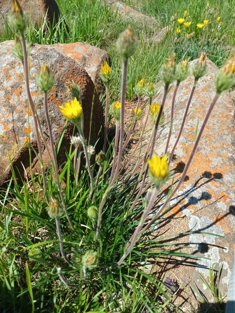 Roessleria linearifolia photo 3