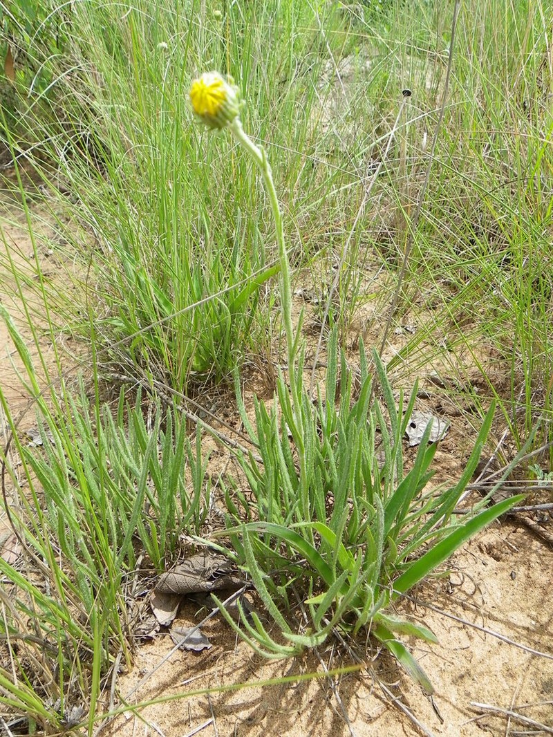Roessleria linearifolia photo 4