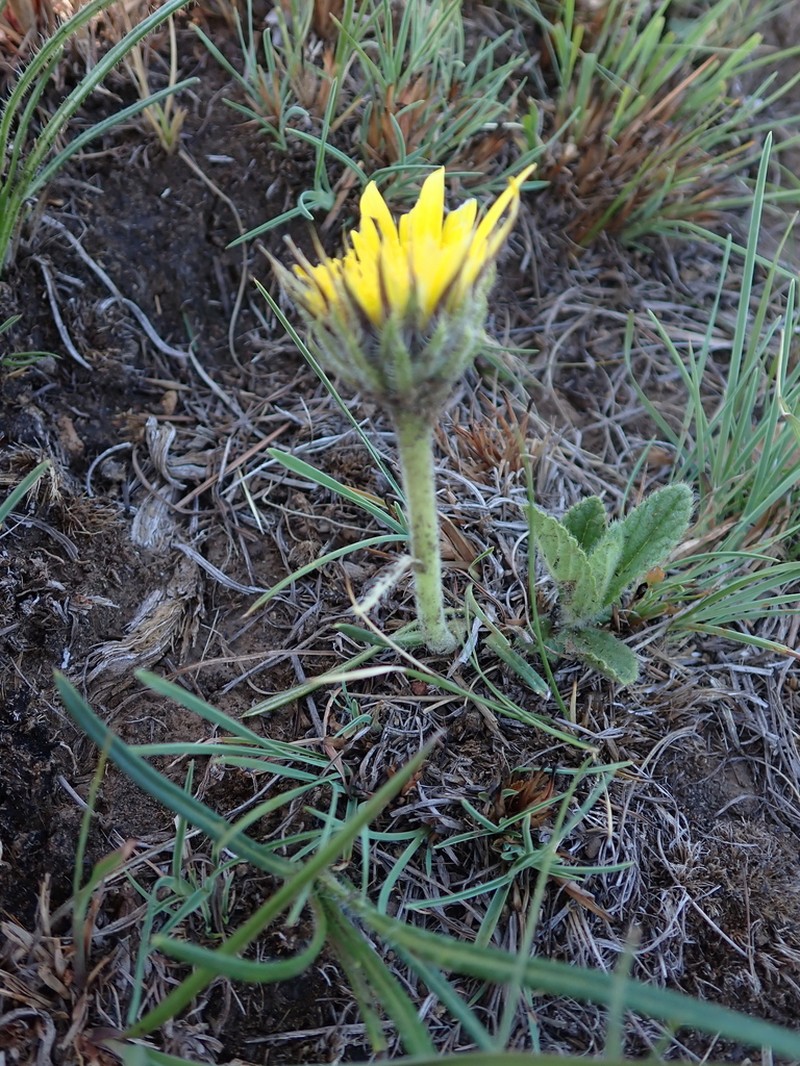 Roessleria linearifolia photo 5
