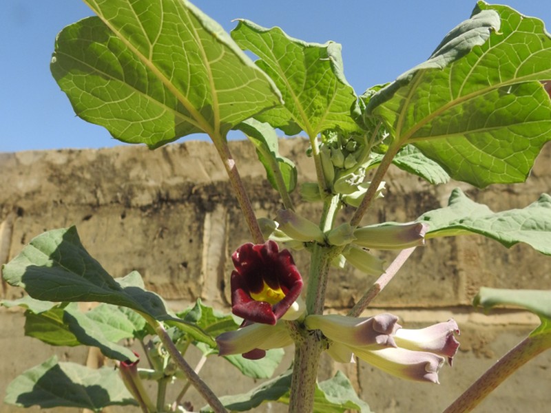 Rogeria adenophylla subsp. adenophylla photo 2