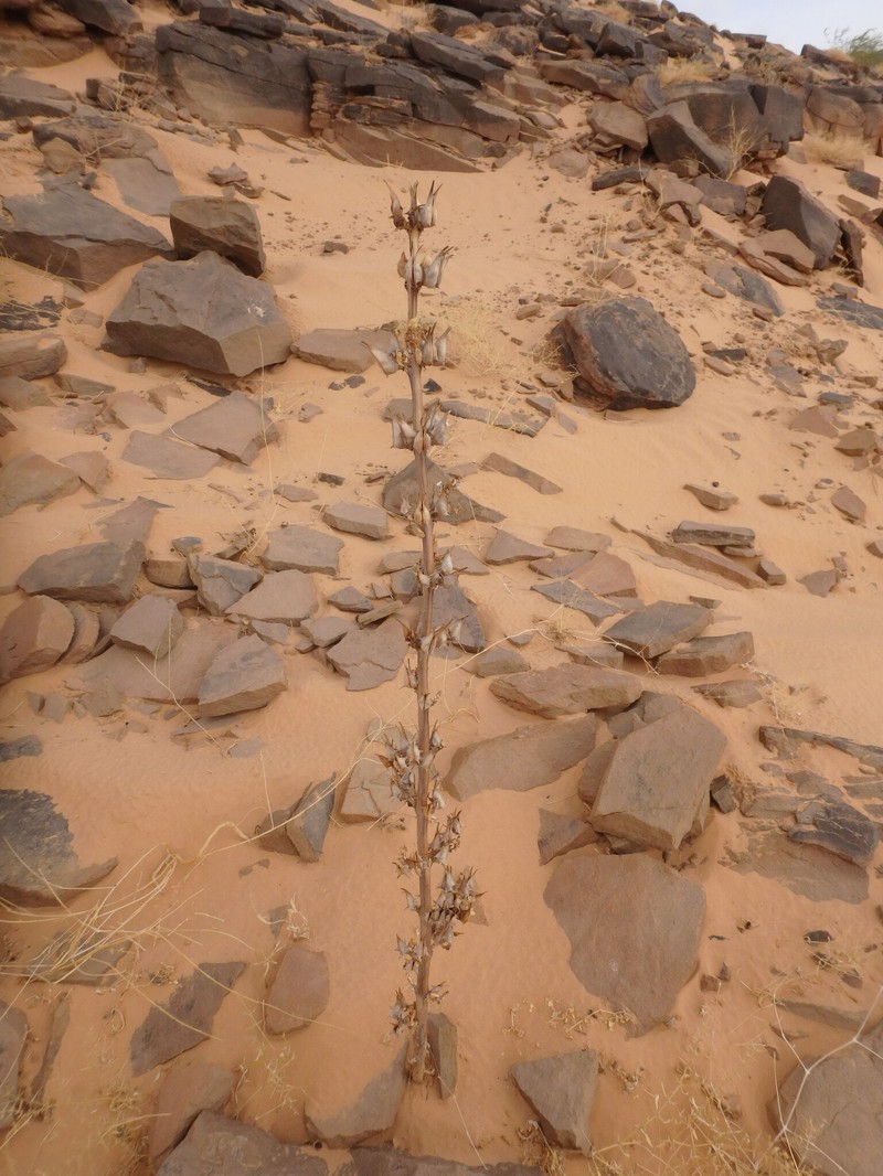 Rogeria adenophylla subsp. adenophylla photo 3