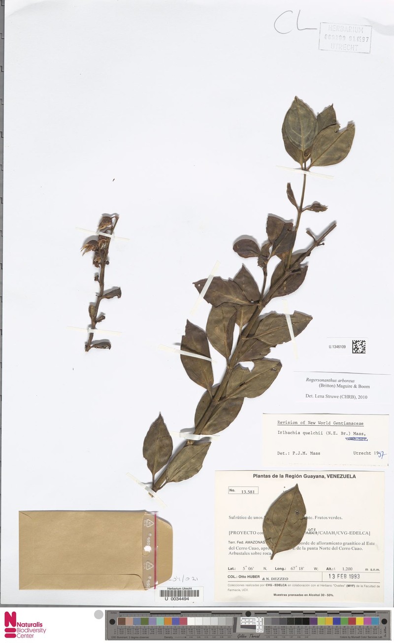 Rogersonanthus arboreus
