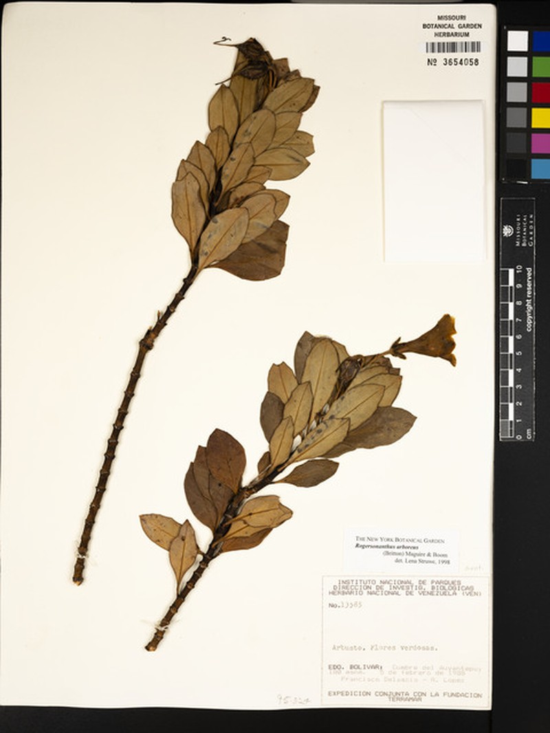 Rogersonanthus arboreus photo 2