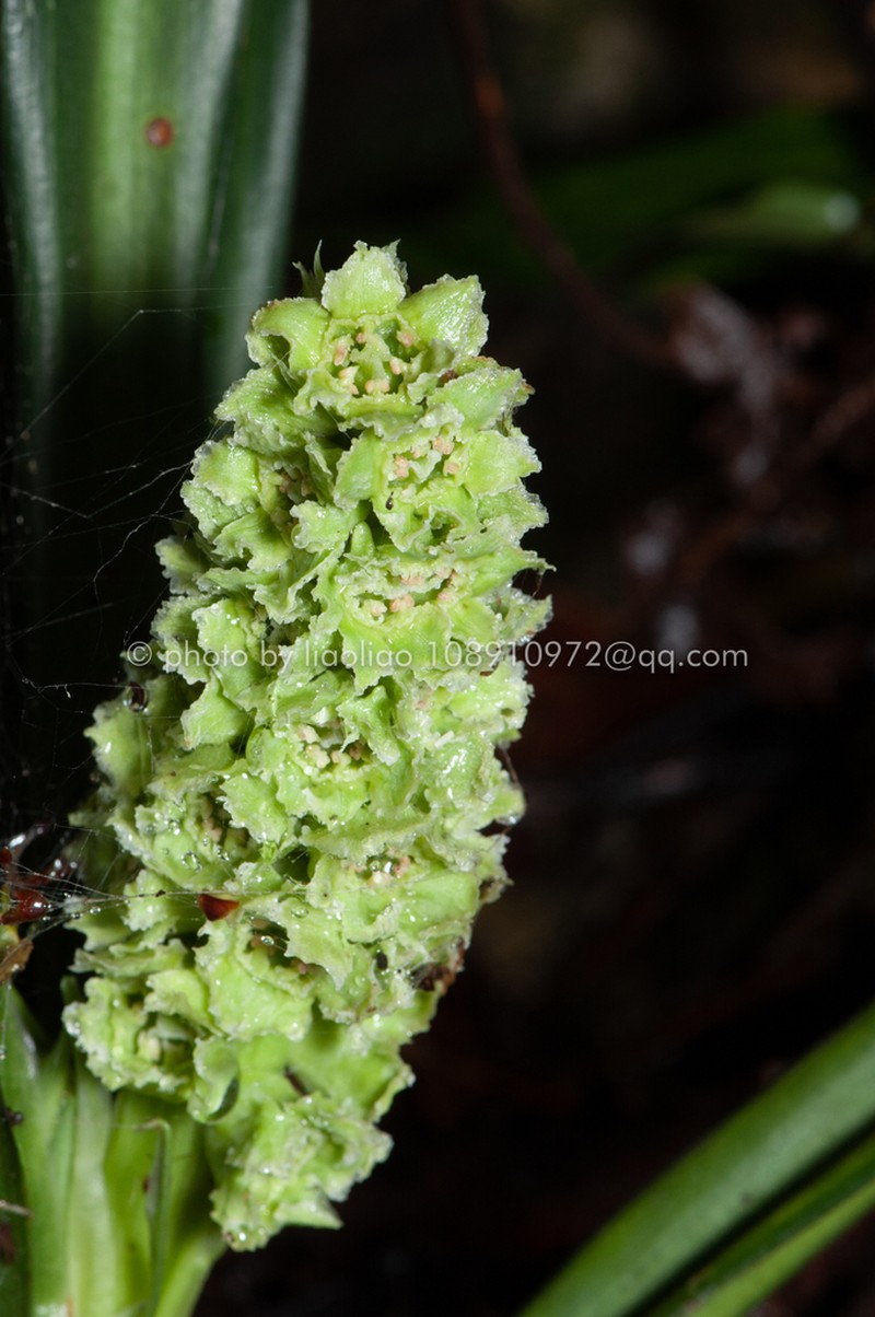 Rohdea brachyanthera