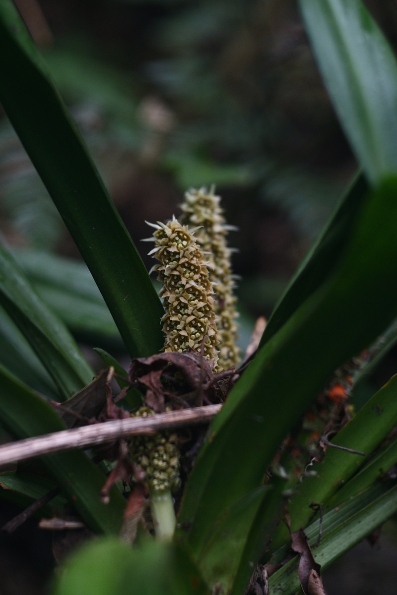 Rohdea fargesii var. fargesii