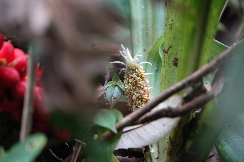 Rohdea fargesii var. fargesii photo 2