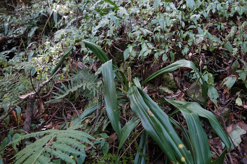 Rohdea fargesii var. fargesii photo 3