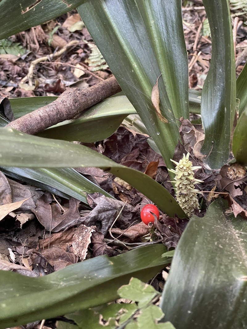Rohdea fargesii var. fargesii photo 4