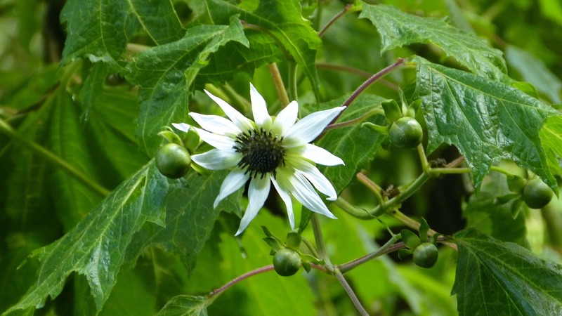 Rojasianthe superba photo 7