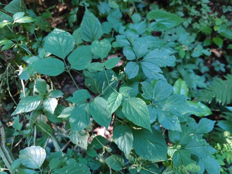 Rokohia siamensis